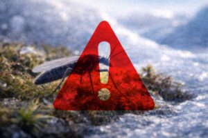 Anche gli insetti in Antartide contaminati da microplastiche