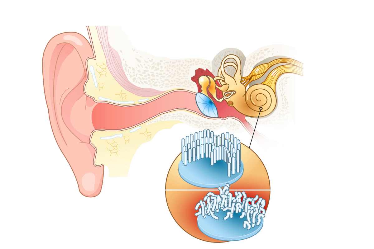 immagine grafica di un orecchio