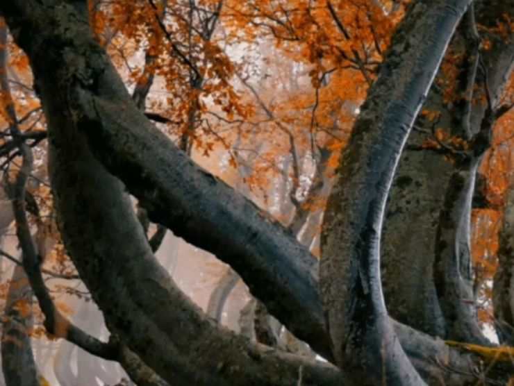 bosco dei faggi torti