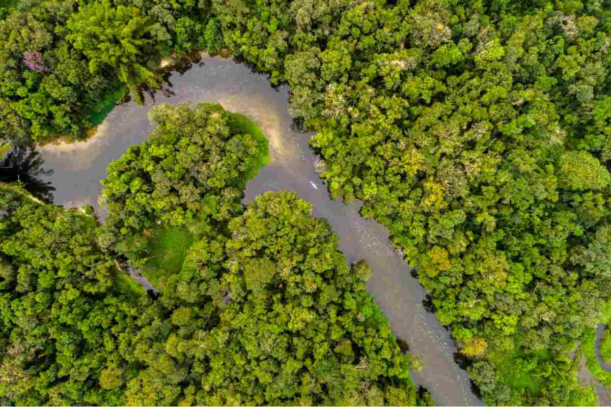 vista dall'alto del rio delle amazzoni